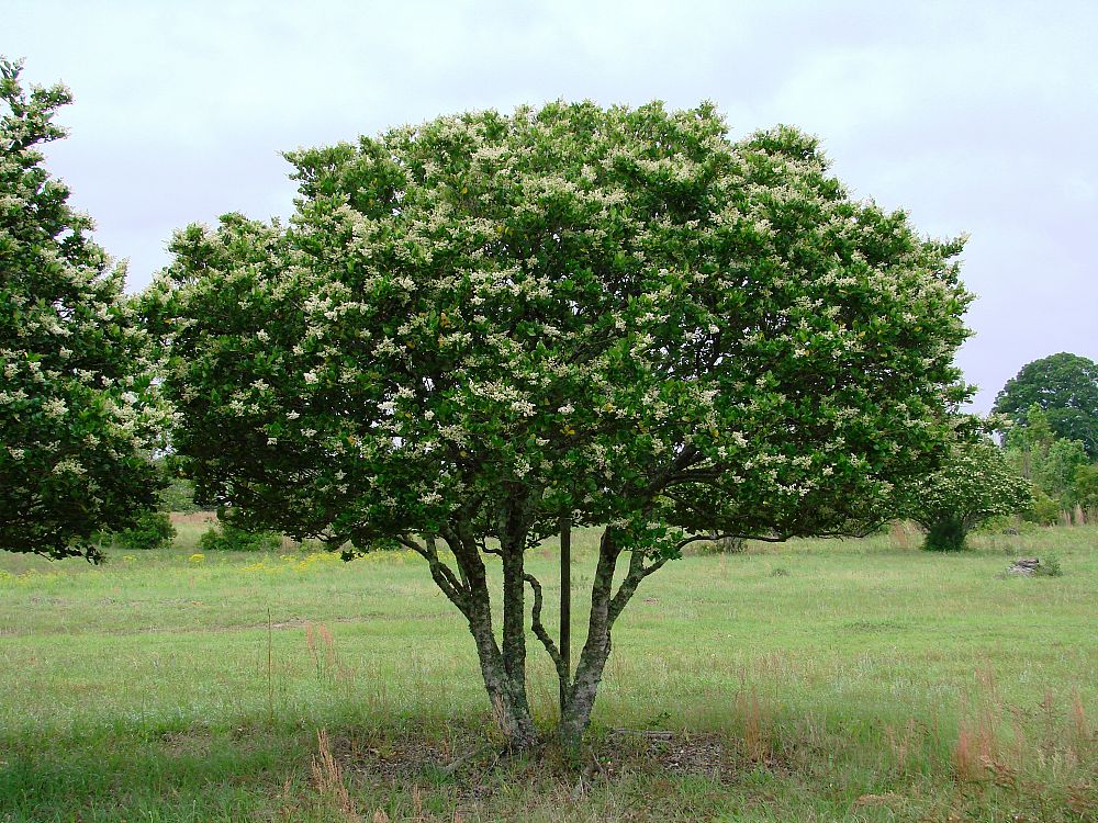 Shrubs La Tejana Trees